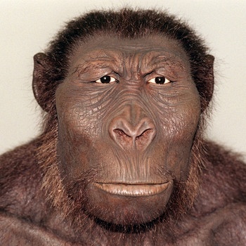 Modell des Australopithecus Boisei  | Bild: picture-alliance/dpa, Wissenschaftliche Rekonstruktionen: W.Schnaubelt/N.Kieser (Wildlife Art) für Hessisches Landesmuseum Darmstadt) 