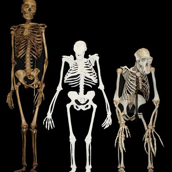 Australopithecus sediba (Mitte) im Vergleich zu Mensch (links) und Schimpanse (rechts) | Bild: Lee Berger / University of Witwatersand, Südafrika