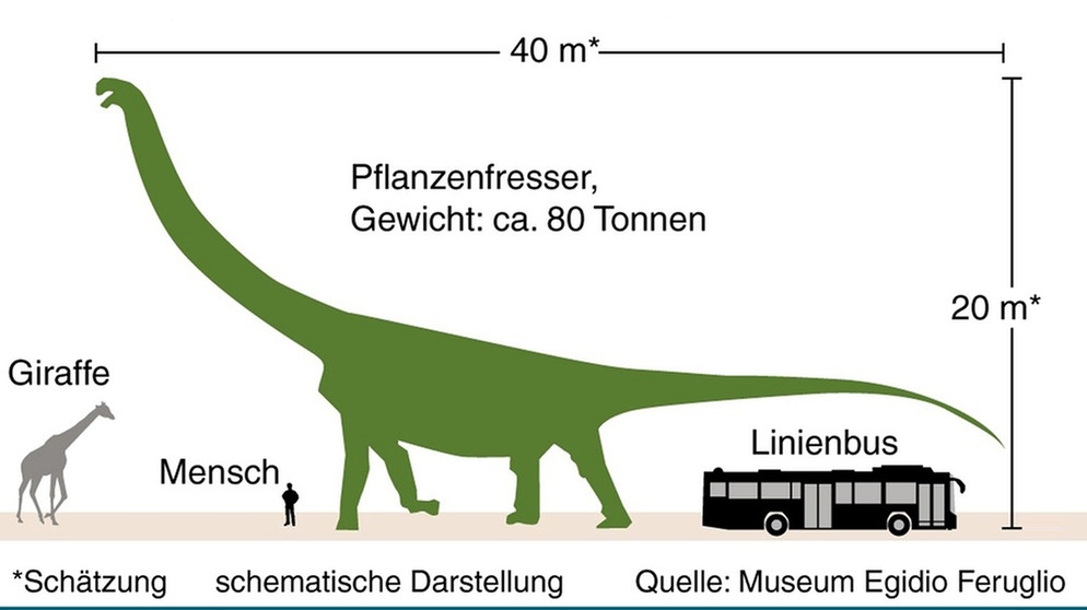 Der Patagotitan im Größenverhältnis zu einer Giraffe, einem Linienbus und einem Menschen. Dinosaurier bedeutet "schreckliche Echsen". Sie lebten an Land und waren nicht flugfähig. Zu den bislang größten Dinosauriern gehört nicht etwa der fleischfressende Raubsaurier Tyrannosaurus Rex, sondern der Patagotitan und der Argentinosaurus. Beide sind pflanzenfressende Sauropoden. Zur Obergruppe der Saurier zählen neben Dinosauriern auch Flugsaurier und Wassersaurier. | Bild: picture-alliance/dpa