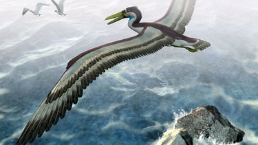 Der Urvogel Archaeopteryx in der Urlandschaft. Vor 150 Millionen Jahren lebte der Urvogel Archaeopteryx im Altmühltal im heutigen Bayern. Archaeopteryx beschäftigt die Forscher seit der Entdeckung des ersten Fossils. War er Saurier, Dinosaurier, Vogel oder etwas dazwischen? Wie groß war der Urvogel, konnte er wie die Flugsaurier fliegen und wie ähnlich war er Raubsauriern und anderen Dinosauriern? Wir haben für euch zusammengefasst, was man bisher über Archaeopteryx weiß. | Bild: picture-alliance/dpa