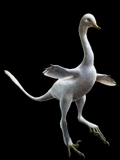 Künstlerische Darstellung von Halskaraptor escuilliei, einen amphibischen Dinosaurier, der wohl auf dem Land und im Wasser lebte. Er hat einen langen Hals wie ein Schwan und einen Schnabel. Seine flossenartigen Vordergliedmaßen helfen, im Wasser zu manövrieren. | Bild: Lukas Panzarin
