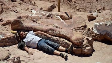Knochen eines Titanosauriers | Bild: Museo Egidio Feruglio/dpa