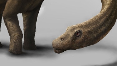 Titanosaurier Dreadnoughtus schrani | Bild: Mark A. Klingler/Carnegie Museum of Natural History/dpa-Bildfunk