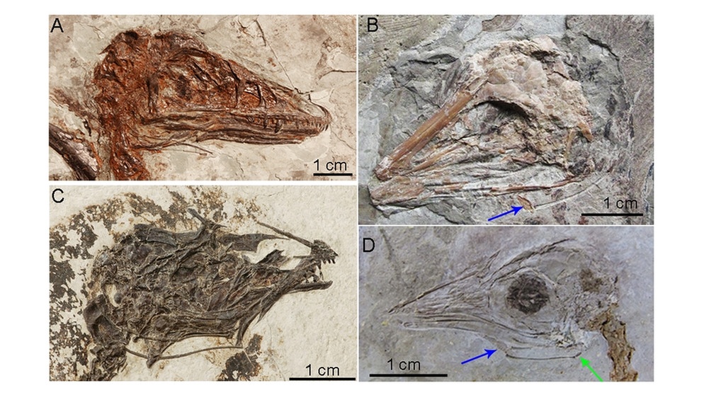 Fossilien aus Nordost-China | Bild: Zhiheng Li, Zhonghe Zhou, Julia A. Clark, University of Texas