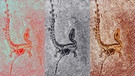 Die Analyse der Formen von Melanin-enthaltender Melanosome zeigt, dass gefiederte Dinosaurier Ähnlichkeiten mit lebenden Eidechsen, Schildkröten und Krokodilen haben. Gefiederte Dinos waren ganz schön bunt.  | Bild: Clarke et al./Nature/dpa