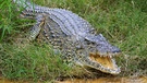 Krokodil mit geöffnetem Maul | Bild: picture alliance / blickwinkel