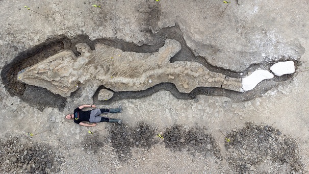 An der Ausgrabungsstätte liefert sich ein am Projekt beteiligter Paläontologe einen Größenvergleich mit dem Ichthyosaurier-Skelett. | Bild: Anglian Water/PA Media/dpa