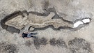 An der Ausgrabungsstätte liefert sich ein am Projekt beteiligter Paläontologe einen Größenvergleich mit dem Ichthyosaurier-Skelett. | Bild: Anglian Water/PA Media/dpa