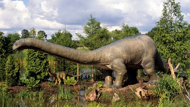 Ein lebensgroßes Modell eines Dinosaurierweibchens (Apatosaurus, Brontosaurus). | Bild: picture-alliance/dpa