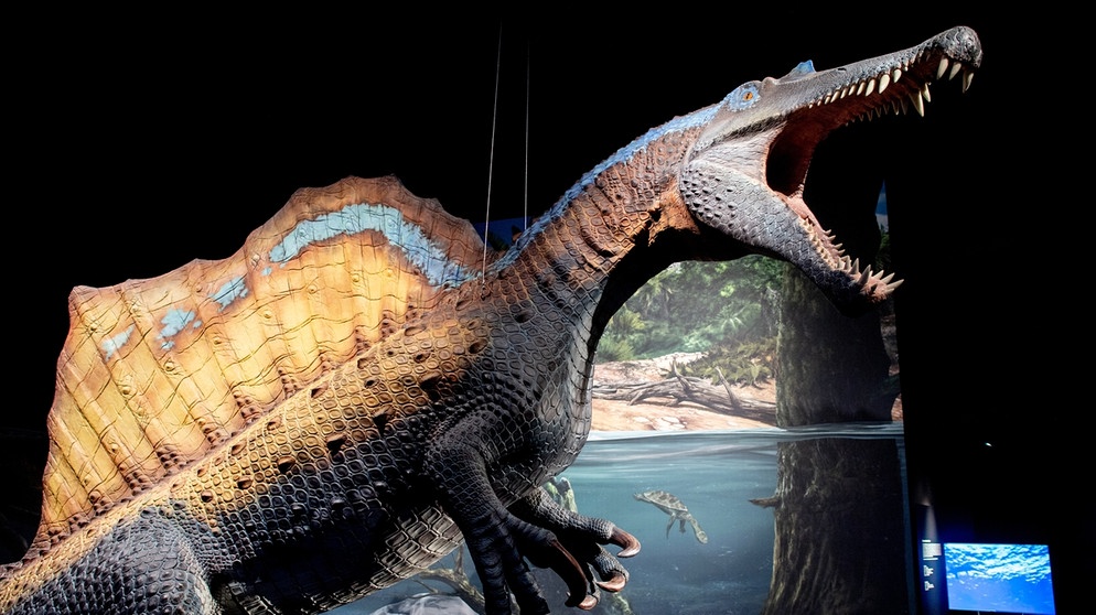 Das nachgebildete Skelett eines Spinosaurus. | Bild: picture-alliance/dpa