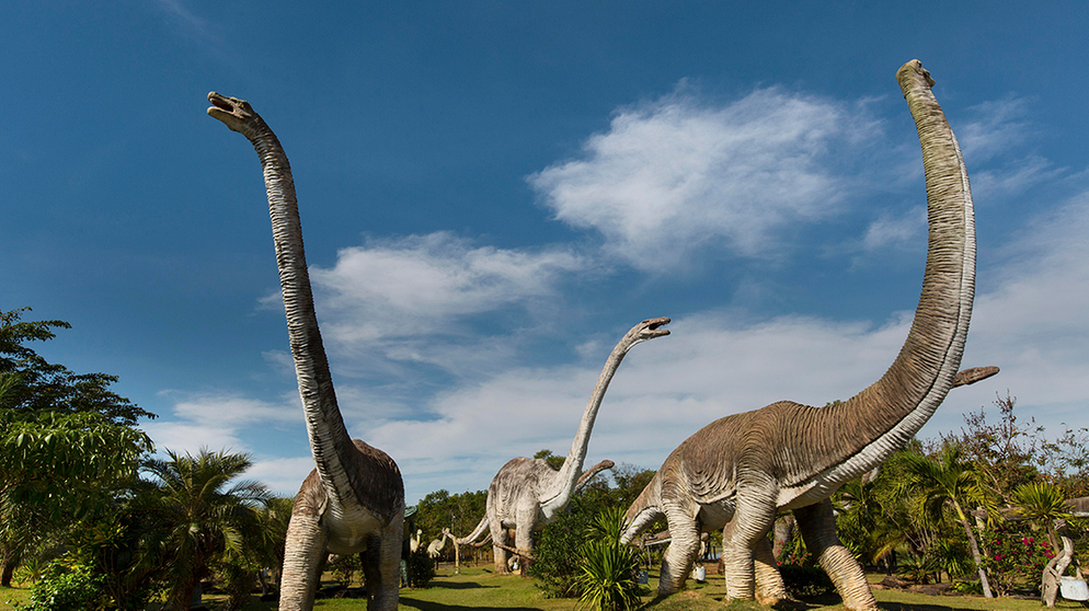 Lebensgroße Modelle von Sauropoden stehen in einem Dinosaurierpark in Nordost-Thailand. Die größten bislang bekannten Dinosaurier waren Pflanzenfresser. Dinosaurier bedeutet "schreckliche Echsen". Sie lebten an Land und waren nicht flugfähig. Zu den bislang größten Dinosauriern gehört nicht etwa der fleischfressende Raubsaurier Tyrannosaurus Rex, sondern der Patagotitan und der Argentinosaurus. Beide sind pflanzenfressende Sauropoden. Zur Obergruppe der Saurier zählen neben Dinosauriern auch Flugsaurier und Wassersaurier. | Bild: picture-alliance/dpa
