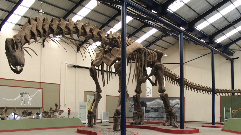 Das Skelett eines Argentinosaurus. Der Sauropode ist einer der größten Dinosaurier, der bislang gefunden wurden. Die Größe kann mithilfe von Knochen allerdings nur geschätzt werden. Dinosaurier bedeutet "schreckliche Echsen". Sie lebten an Land und waren nicht flugfähig. Zu den bislang größten Dinosauriern gehört nicht etwa der fleischfressende Raubsaurier Tyrannosaurus Rex, sondern der Patagotitan und der Argentinosaurus. Beide sind pflanzenfressende Sauropoden. Zur Obergruppe der Saurier zählen neben Dinosauriern auch Flugsaurier und Wassersaurier. | Bild: picture-alliance/dpa