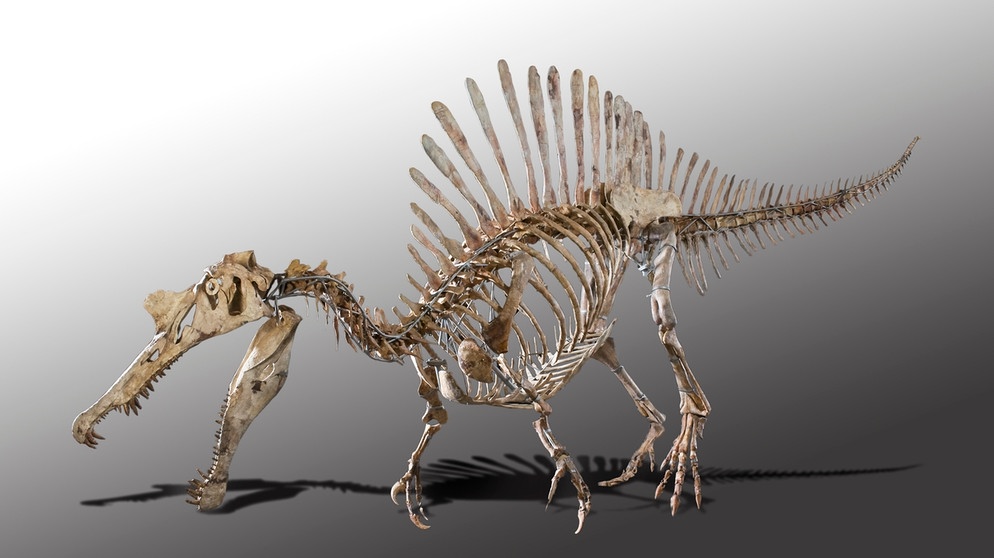 Der Spinosaurus gilt als einer der gefährlichsten und schnellsten Dinosaurier. Dinosaurier bedeutet "schreckliche Echsen". Sie lebten an Land und waren nicht flugfähig. Zu den bislang größten Dinosauriern gehört nicht etwa der fleischfressende Raubsaurier Tyrannosaurus Rex, sondern der Patagotitan und der Argentinosaurus. Beide sind pflanzenfressende Sauropoden. Zur Obergruppe der Saurier zählen neben Dinosauriern auch Flugsaurier und Wassersaurier. | Bild: picture-alliance/dpa