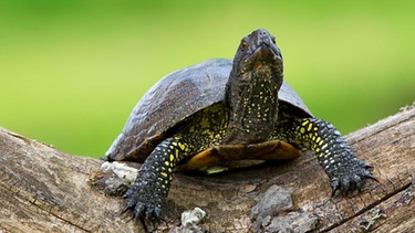 Eine Schildkröte an Land.  | Bild: picture-alliance/dpa