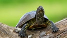 Eine Schildkröte an Land.  | Bild: picture-alliance/dpa