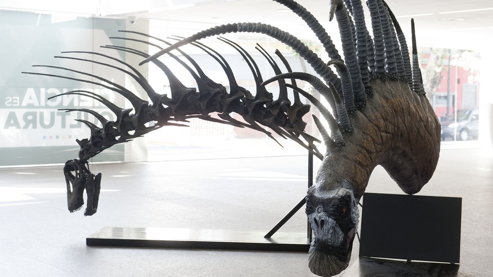 04.02.2019, Argentinien, Buenos Aires: Nachbildungen des Bajadasaurus pronuspinax, eine Dinosaurierart mit enormen Stacheln am Hals. | Bild: Fundación Azara/dpa
