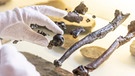 Knochen des Danuvius guggenmosi, einer neu entdeckten Menschenaffen-Art. Die fossilen Überreste wurden 2015-2018 nahe der Tongrube Hammerschmiede bei Pforzen gefunden. | Bild: Christoph Jaeckle