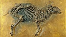 Fossilien aus der Grube Messel: hier ein Urpferdchen | Bild: picture-alliance/dpa