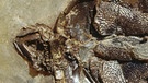 Fossilien aus der Grube Messel: hier ein Wasserschildkrötenpaar | Bild: picture-alliance/dpa,Senckenberg Gesellschaft für Naturforschung 