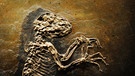 Fossilien aus der Grube Messel: hier das Fossil Ida | Bild: picture-alliance/dpa