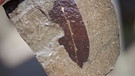 Ein versteinertes Blatt aus der Grube Messel | Bild: picture-alliance/dpa