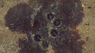 Fossilien aus der Grube Messel: hier eine Blüte aus dem Eozän | Bild: picture-alliance/dpa