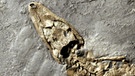 Fossilien aus der Grube Messel: hier ein Alligator | Bild: picture-alliance/dpa