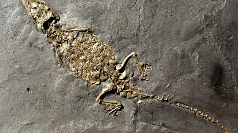 Fossilien aus der Grube Messel: hier ein Alligator | Bild: picture-alliance/dpa