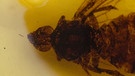 Fossilien aus der Grube Messel: hier Insekten | Bild: picture-alliance/dpa
