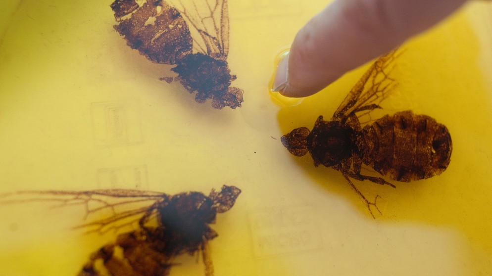 Fossilien aus der Grube Messel: hier Insekten | Bild: picture-alliance/dpa