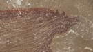 Höhlenmalerei in einer Höhle der indonesischen Insel Sulawesi. Sie zeigt eine bildliche Darstellung eines Schweins, vermutlich eines Sulawesi-Pustelschwein. Es wurde vor 45.500 Jahren gemalt. Daneben sind noch zwei Handabdrücke zu sehen. | Bild: Maxime Aubert