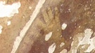 Sulawesi: Hände und ein Schwein. Prähistorische Zeichnungen an den Felswänden von Höhlen und Grotten zählen zu den ältesten Kunstwerken der Menschheit. Für Archäologie, Geschichte und Kunst sind Höhlenmalereien daher enorm wichtige Funde. | Bild: Anthony Dosseto / Universität Wollongong