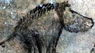 Wildpferd von Niaux. Prähistorische Zeichnungen an den Felswänden von Höhlen und Grotten zählen zu den ältesten Kunstwerken der Menschheit. Für Archäologie, Geschichte und Kunst sind Höhlenmalereien daher enorm wichtige Funde. | Bild: picture-alliance/dpa