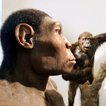 Eine Besucherin betrachtet die Nachbildung eines Homo erectus | Bild: picture-alliance/dpa