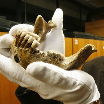 Kiefer des Homo heidelbergensis | Bild: picture-alliance/dpa, Uli Deck