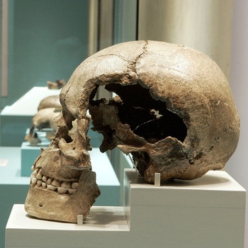 Eine Museumsbesucherin betrachtet den 30.000 Jahre alten Schädel eines Homo Sapiens | Bild: picture-alliance/dpa, Jörg Carstensen