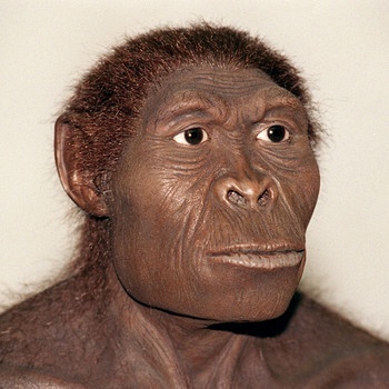 Rekonstruktion eines Homo habilis | Bild: picture-alliance/dpa, Wissenschaftliche Rekonstruktionen: W.Schnaubelt/N.Kieser (Wildlife Art) für Hessisches Landesmuseum Darmstadt) 
