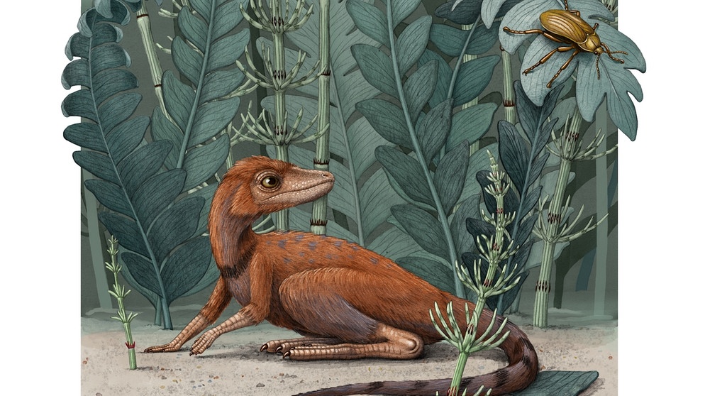 Ein kleines, mit Flaum bedecktes Tier mit langem Schwanz und Krallen. Es sieht einem Eichhörnchen nicht unähnlich, gilt aber als Vorfahre der Dinosaurier. | Bild: Alex Boersma