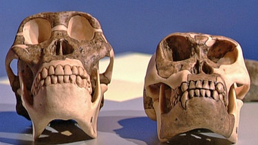 Schädel von Australopithecus (links) und Homo habilis (rechts) | Bild: BR