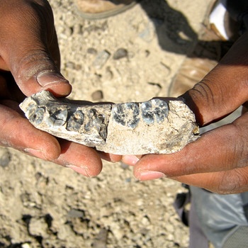 Die linke Unterkieferhälfte mit fünf Zähnen wird an ihrem Fundort in Äthiopien in die Hand genommen.  | Bild: Kaye Reed/Science/dpa