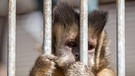 Ein Affe in Gefangenschaft | Bild: picture-alliance/dpa