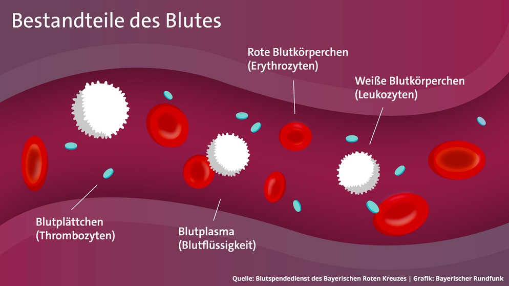 Infografik: Bestandteile des Blutes | Bild: BR/Maxi Schumann