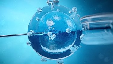 Eizelle wird künstlich befruchtet. Wir erklären euch die Vorteile und Risiken von Social Freezing. | Bild: colourbox.com