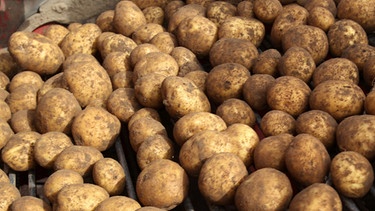 Kartoffeln | Bild: picture-alliance/dpa
