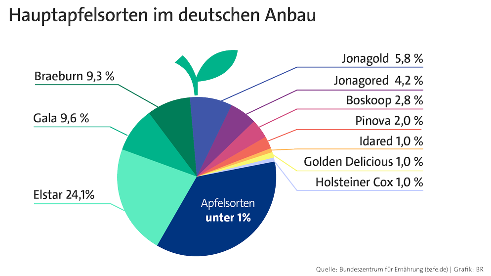 Infografik: Apfelsorten im deutschen Anbau. Äpfel sind gesund, kalorienarm und lecker. Am 11. Januar ist Tag des deutschen Apfels. Welche gesunden Inhaltsstoffe in der beliebtesten Frucht Deutschlands stecken, erfahrt ihr hier. Und wir erklären euch, warum der Apfel eine Symbolkraft hat.  | Bild: BR