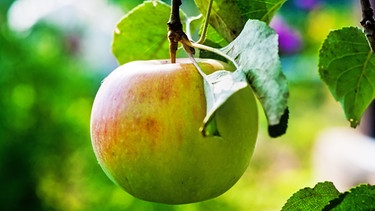 Ein grüner Apfel hängt an einem Baum. Äpfel sind gesund, kalorienarm und lecker. Am 11. Januar ist Tag des deutschen Apfels. Welche gesunden Inhaltsstoffe in der beliebtesten Frucht Deutschlands stecken, erfahrt ihr hier. Und wir erklären euch, warum der Apfel eine Symbolkraft hat.  | Bild: colourbox.com