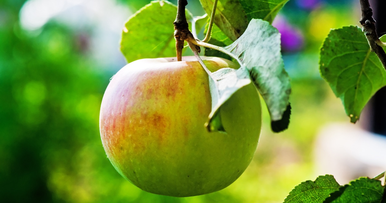 Ein grüner Apfel hängt an einem Baum. Äpfel sind gesund, kalorienarm und lecker. Am 11. Januar ist Tag des deutschen Apfels. Welche gesunden Inhaltsstoffe in der beliebtesten Frucht Deutschlands stecken, erfahrt ihr hier. Und wir erklären euch, warum der Apfel eine Symbolkraft hat.  | Bild: colourbox.com