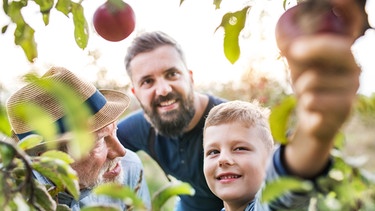 Eine Gruppe von Männern steht hinter einem Apfelbaum. Ein Junge pflückt einen Apfel.  | Bild: colourbox.com