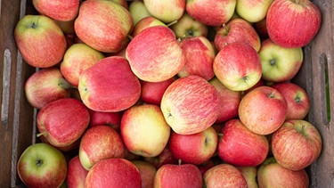 Eine Kiste mit frisch gepflückten Äpfeln. | Bild: dpa-Bildfunk/Daniel Reinhardt