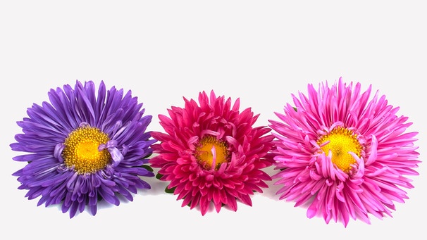 Blüten | Bild: colourbox.com
